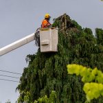 Tree trimmin - slider1