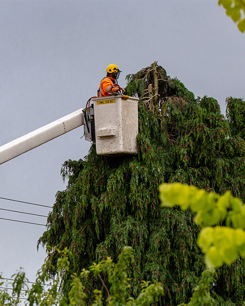 Tree trimmin - slider1