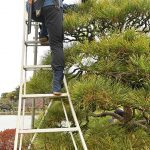 Tree trimming - slider2