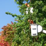 Tree trimming - slider3