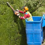 Tree trimming - slider4